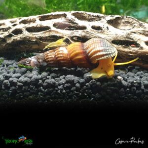 Orange Rabbit Snails - Image 3