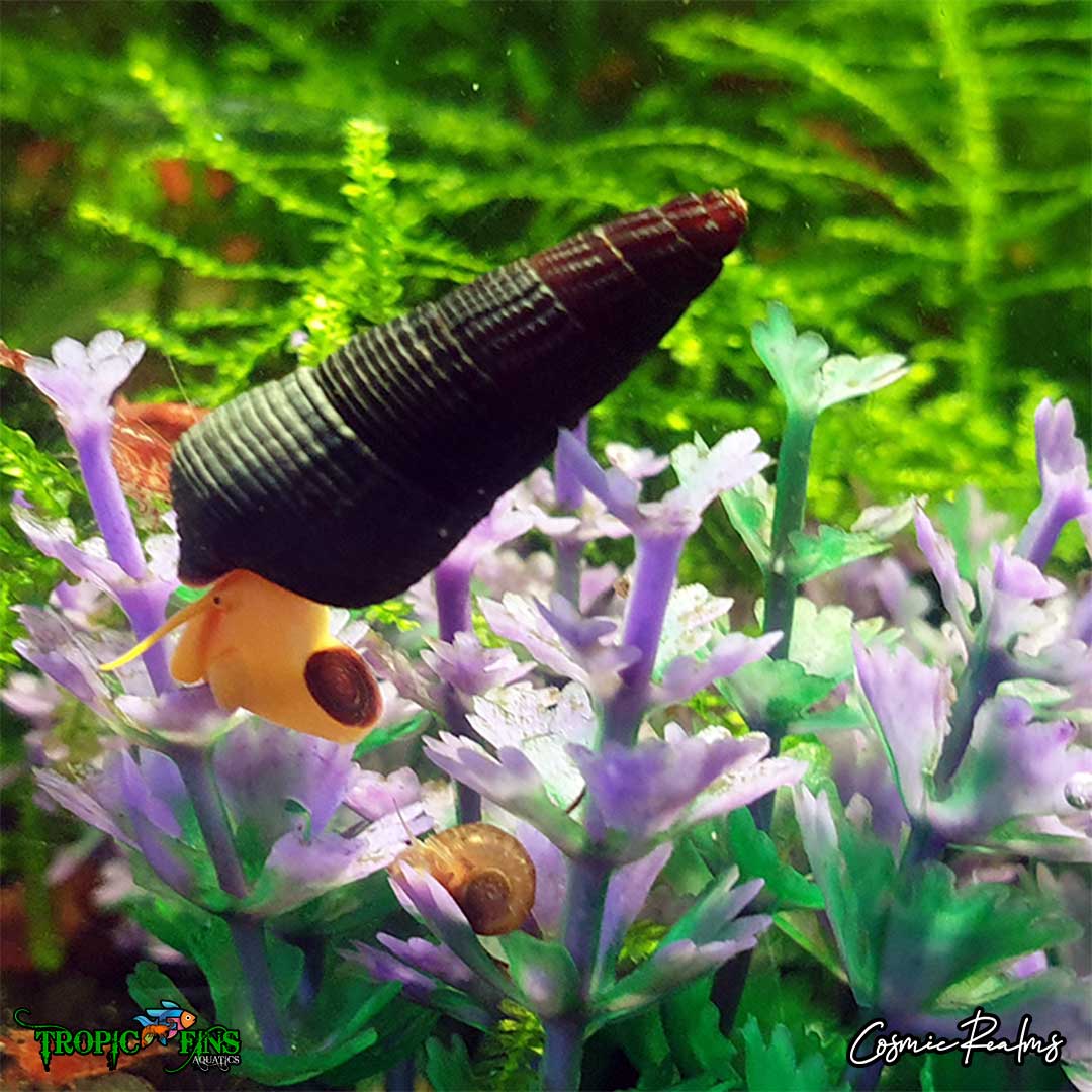 Orange Rabbit Snails - Juvenile (0.5-2), 1