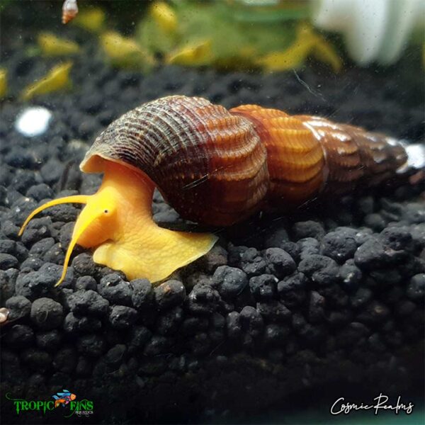 Tropic_Fins_orangerabbitsnail3