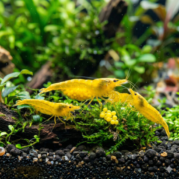 24k-Yellow