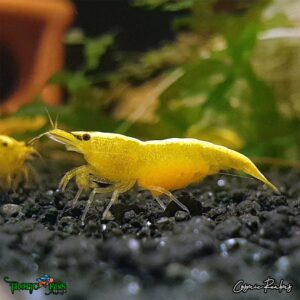 24K Yellow Dwarf Shrimp - Image 5
