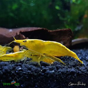 24K Yellow Dwarf Shrimp - Image 3