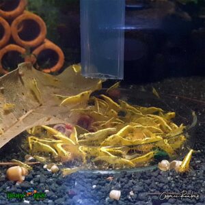 24K Yellow Dwarf Shrimp - Image 4