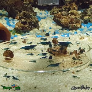 Blue Dreams Dwarf Shrimp - Image 3
