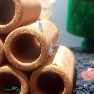 Blue Jelly Dwarf Shrimp - Image 3