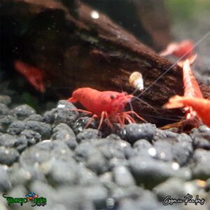 Fire Red Dwarf Shrimp - Image 4