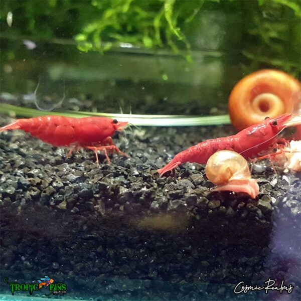 Tropic_Fins_fireredshrimp3