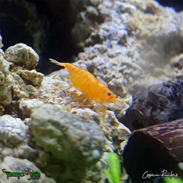 Tropic_Fins_orange1