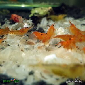 Orange Dwarf Shrimp - Image 3