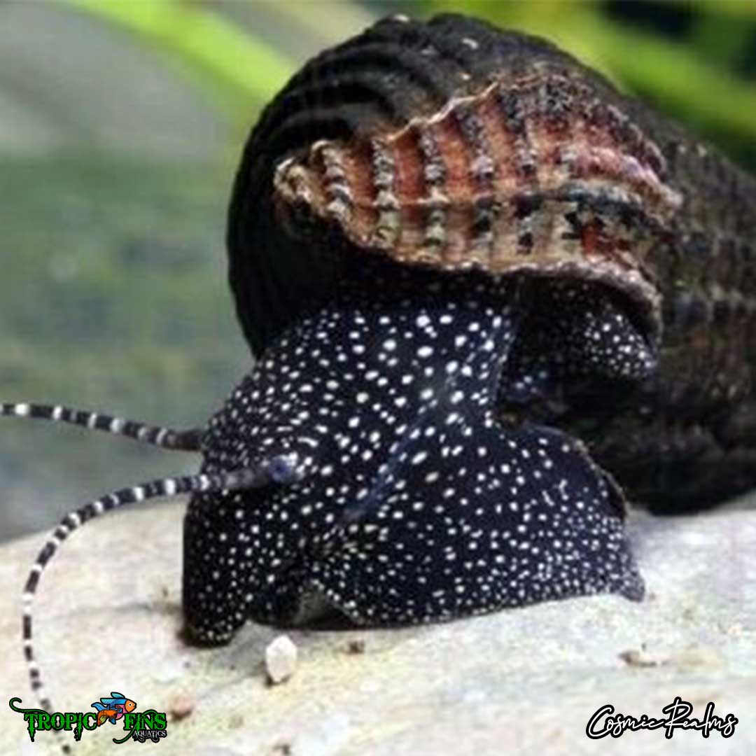 White Spotted Rabbit Snails - Juvenile (0.5-2), 1