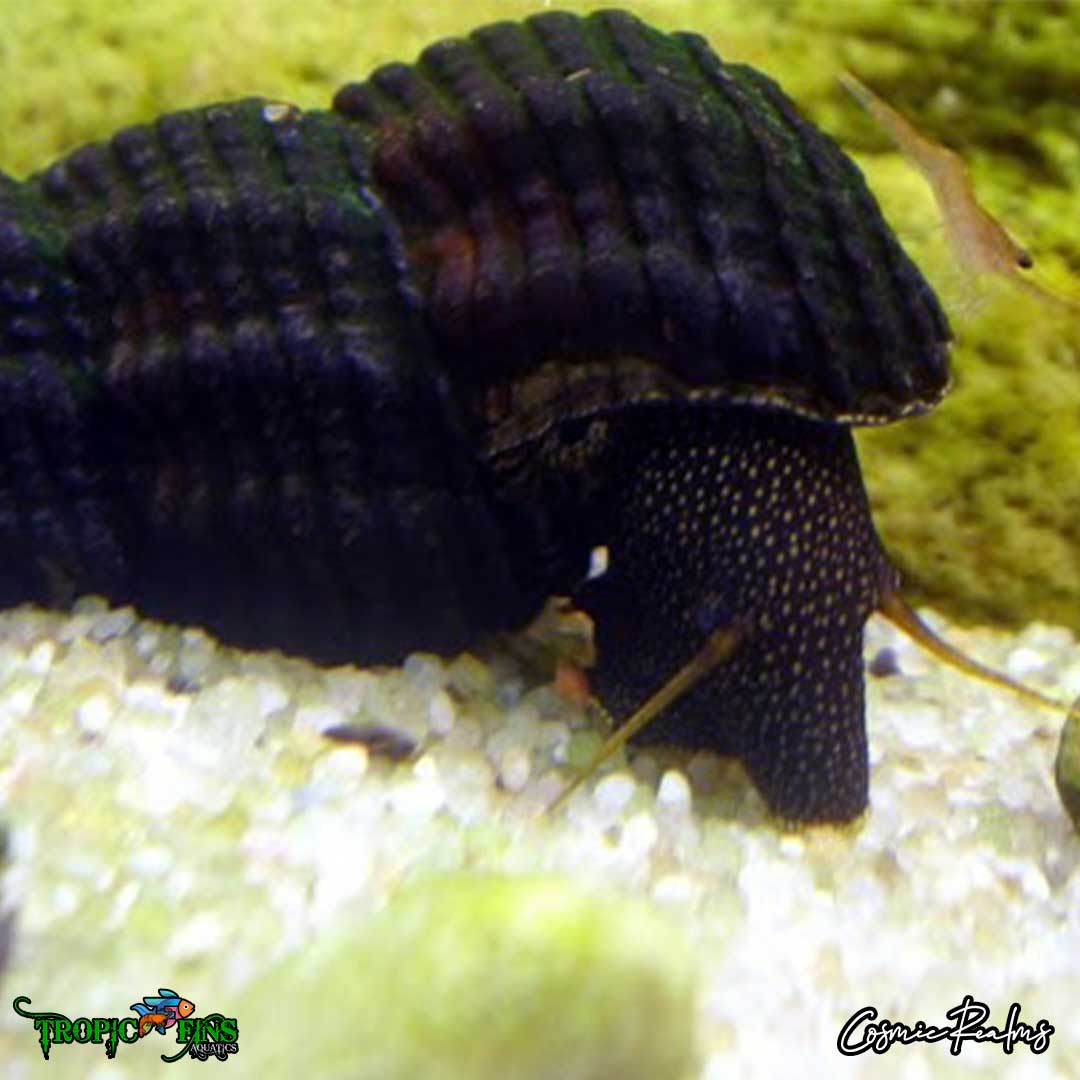 Yellow Antenna Rabbit Snails - Juvenile (0.5-2), 1