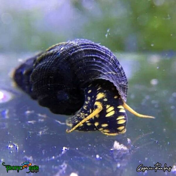 Tropic_Fins_yellowflakerabbitsnail