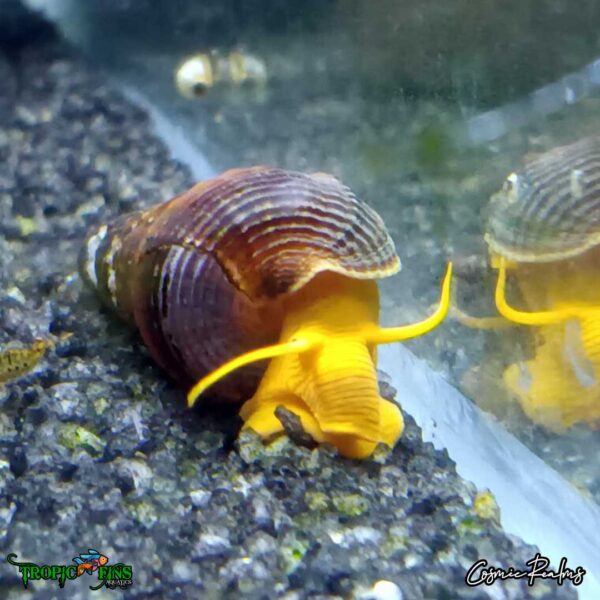 Tropic_Fins_yellowrabbitsnail